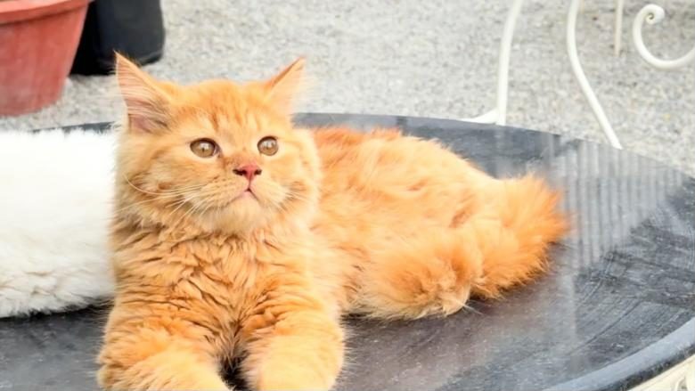 A ginger Persian kitten lounging on a round courtyard table.