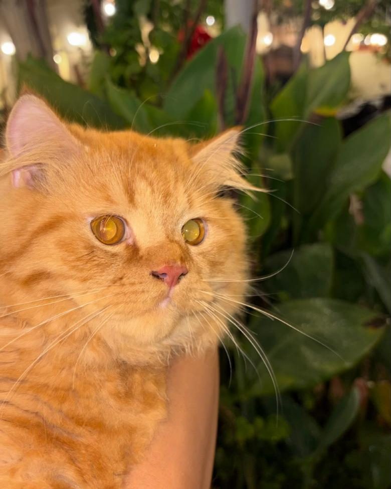 A ginger Persian with amber eyes among garden leaves and fairy lights.