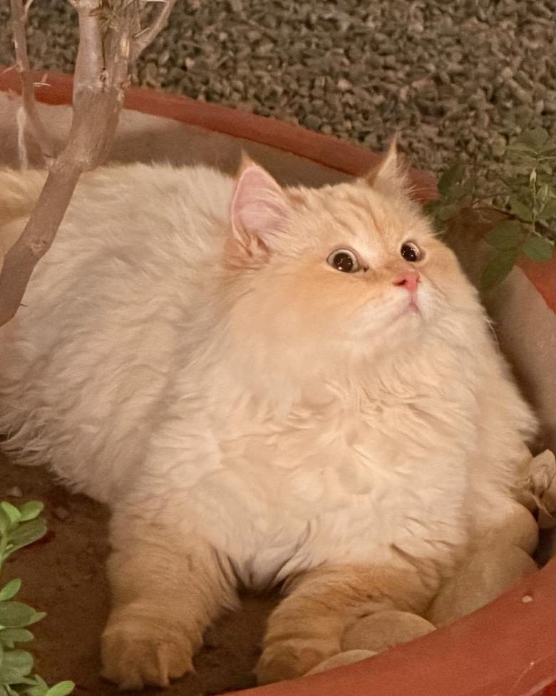 A cream Persian in the big terracotta planter