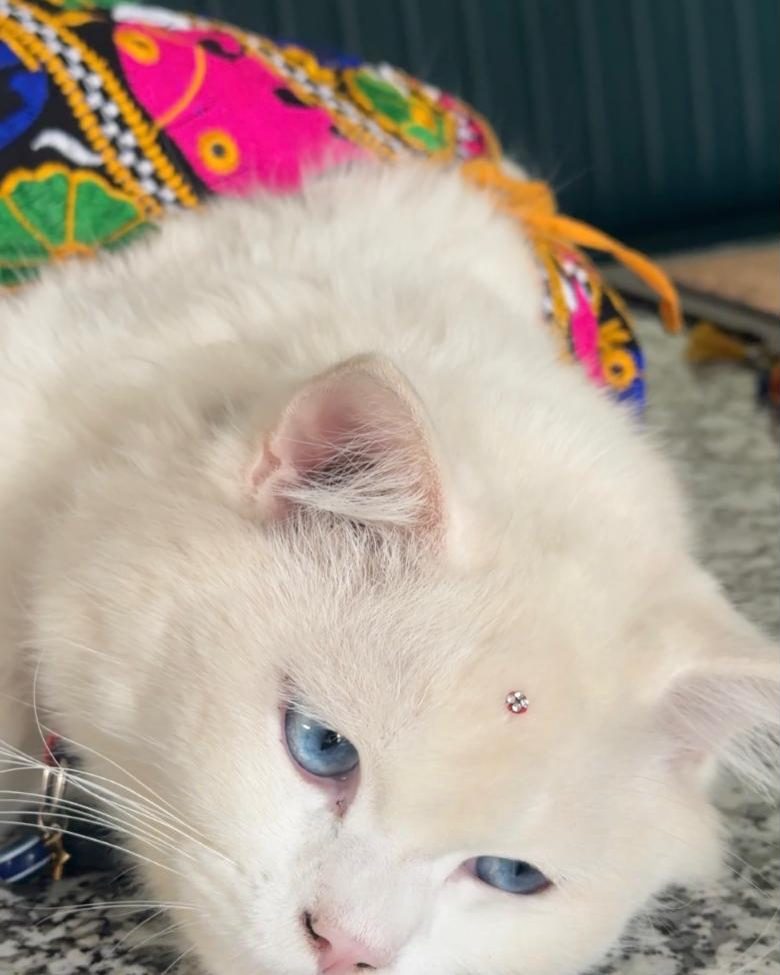 A white Persian with blue eyes and a jewel bindi, lying on Rajasthani embroidery.