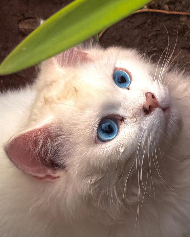 A white kitten with bright blue eyes