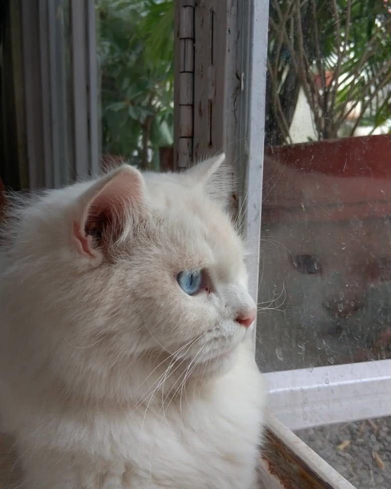 A white Persian in profile, staring out of a window.